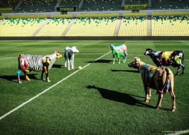 vaches-beaujoire-cestpasnous-min